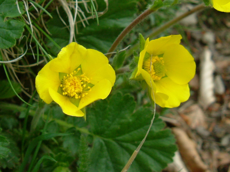 Geum montanum / Cariofillata montana